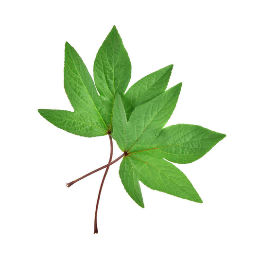 Refreshing Gongura Leaves 250 gm