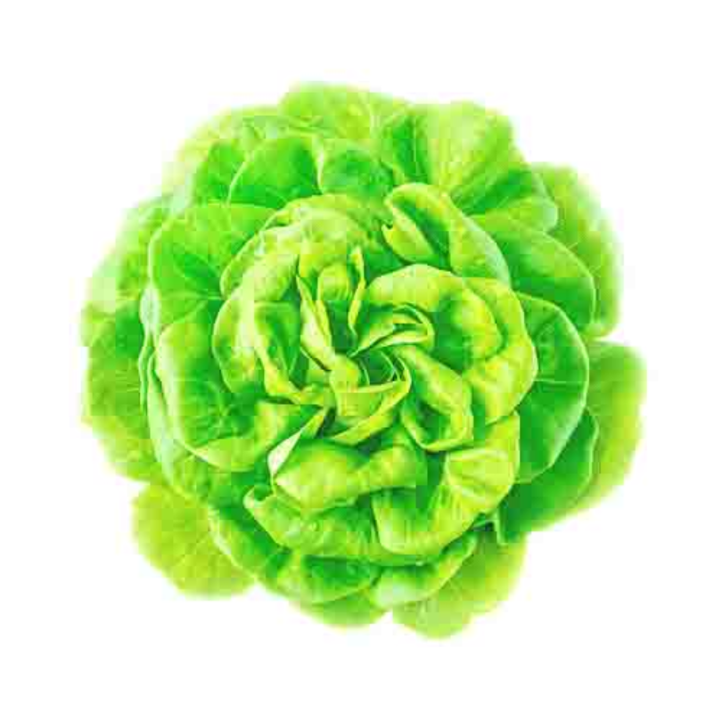 Delicious Lettuce Green 1 piece